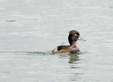 Reiherente (1 von 12).jpg